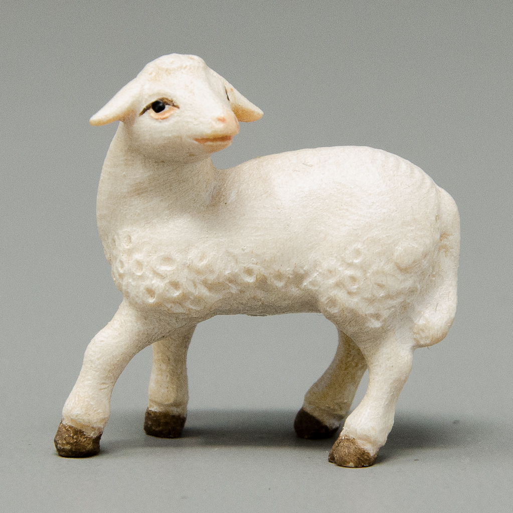 Lamm schauend