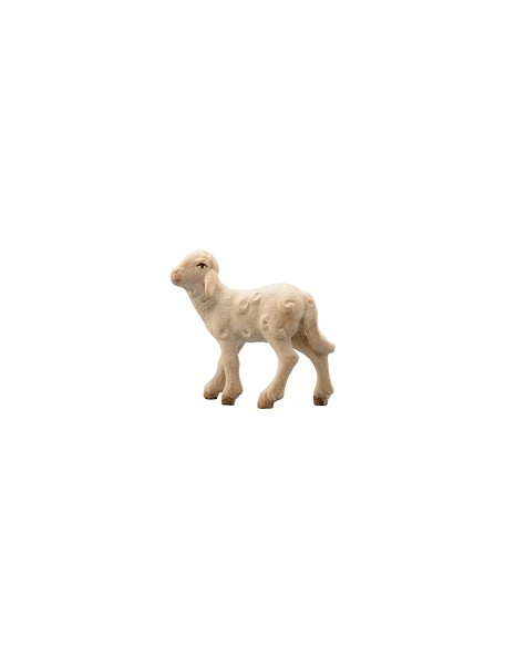 Lamm links schauend